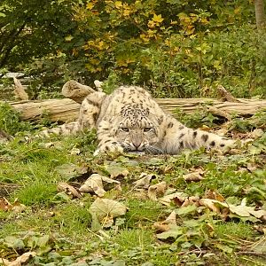 carnivores in the snow