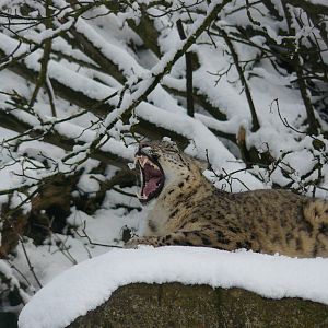 carnivores in the snow
