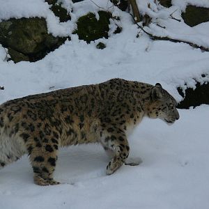 carnivores in the snow