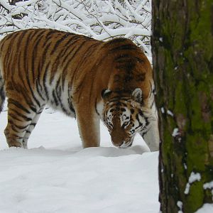 carnivores in the snow