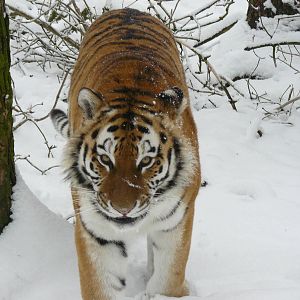 carnivores in the snow