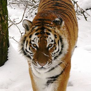 carnivores in the snow