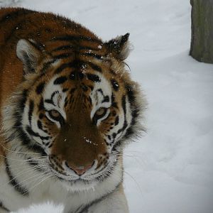carnivores in the snow
