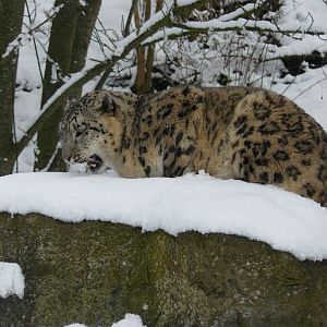 carnivores in the snow