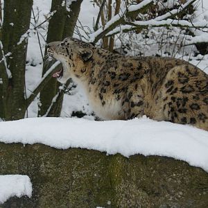 carnivores in the snow