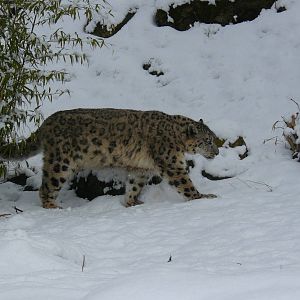 carnivores in the snow