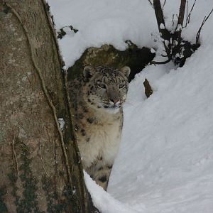 carnivores in the snow