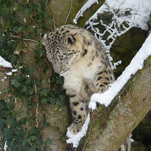 carnivores in the snow