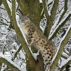 carnivores in the snow