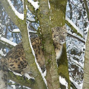 carnivores in the snow