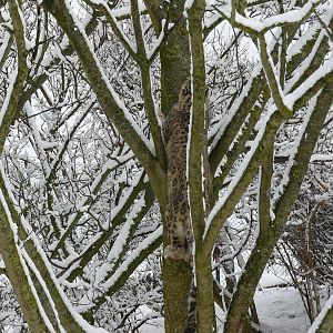carnivores in the snow