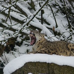 carnivores in the snow