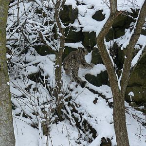 carnivores in the snow