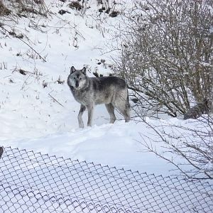 carnivores in the snow
