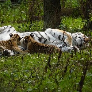 Amur tigers at port lympne