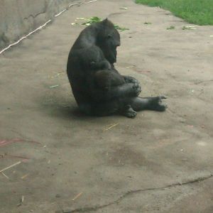 Moka (female gorilla) with her baby boy