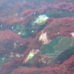 Female Shaw's Cowfish ( Arcana aurita )