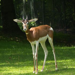Mhorr gazelle