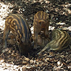 Wild boar piglets