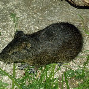 Brazilian cavy