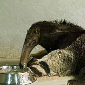 Giant anteater