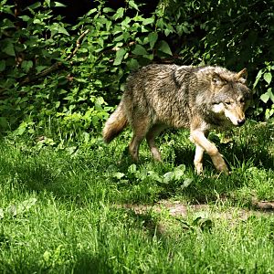 European wolf