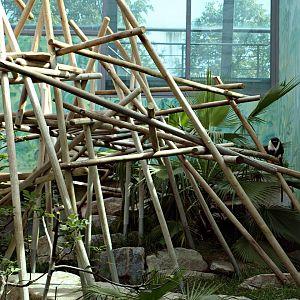 Roloway guenon indoor enclosure