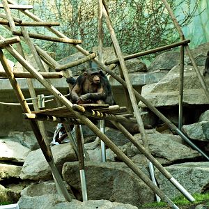 Chimpanzee indoor enclosure