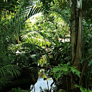 Interior of rainforest house