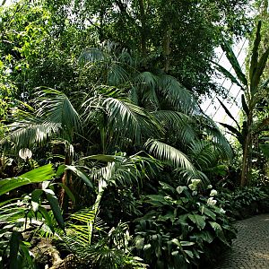 Interior of rainforest house