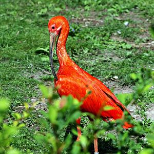 Scarlet ibis