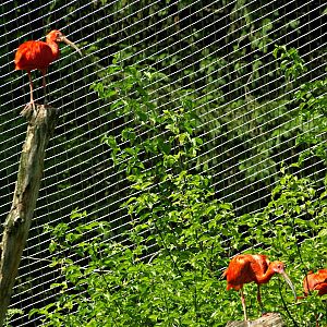 Scarlet ibis in free-flight aviary