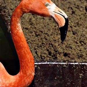 Chilean flamingo