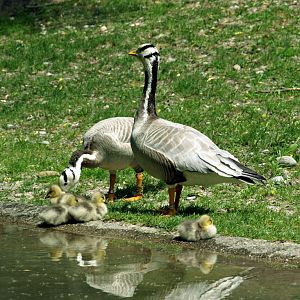 Bar-headed goose family