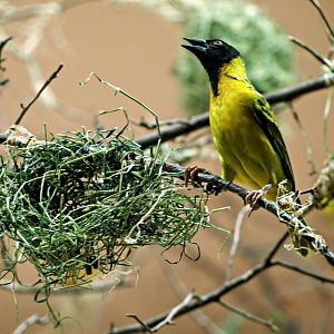 Black-headed weaver