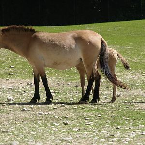 Przewalski's horse
