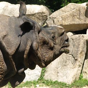 Indian rhinoceros