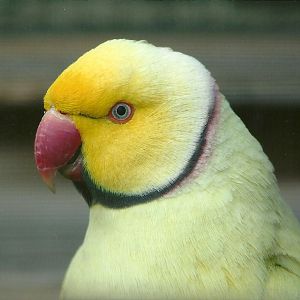 Filey Bird Garden and Animal Park, mutation Ring-necked Parakeet 20th April