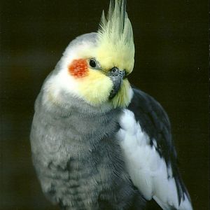 Filey Bird Garden and Animal Park, Cockatiel 20th April 2012