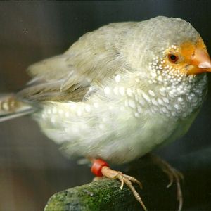 Filey Bird Garden and Animal Park, Star Finch 20th April 2012