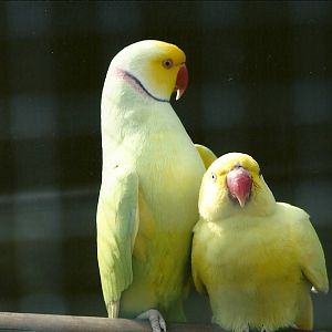 Filey Bird Garden and Animal Park, Ring-necked Parakeets courting 20th Apri