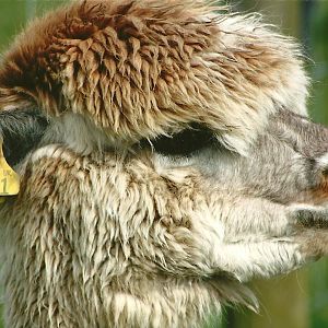 Filey Bird Garden and Animal Park, Alpaca 20th April 2012