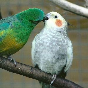 Filey Bird Garden and Animal Park, Red-rumped Parakeet and Cockatiel 20th A