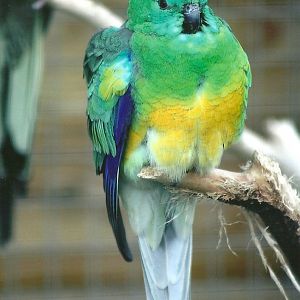 Filey Bird Garden and Animal Park, Red-rumped Parakeet 20th April 2012