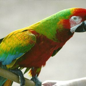 Olive the hybrid Macaw 30th March 2012