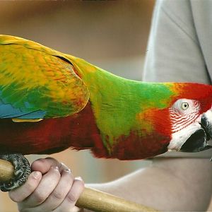 Olive the hybrid Macaw 30th March 2012