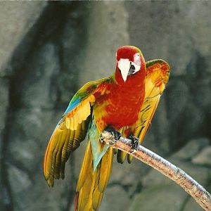 Olive the hybrid Macaw 30th March 2012