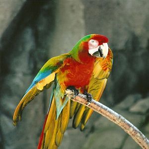 Olive the hybrid Macaw 30th March 2012