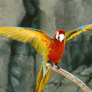 Olive the hybrid Macaw 30th March 2012