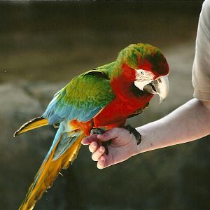 Reuben the hybrid Macaw 30th March 2012